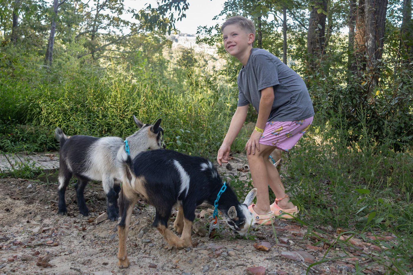 Resident goats following a visitor up the path