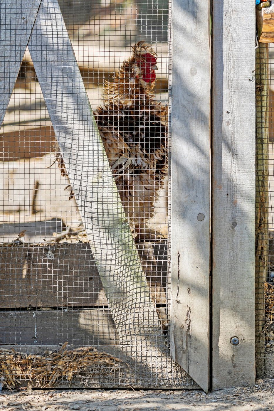 A hen in the doorway of the chicken coop