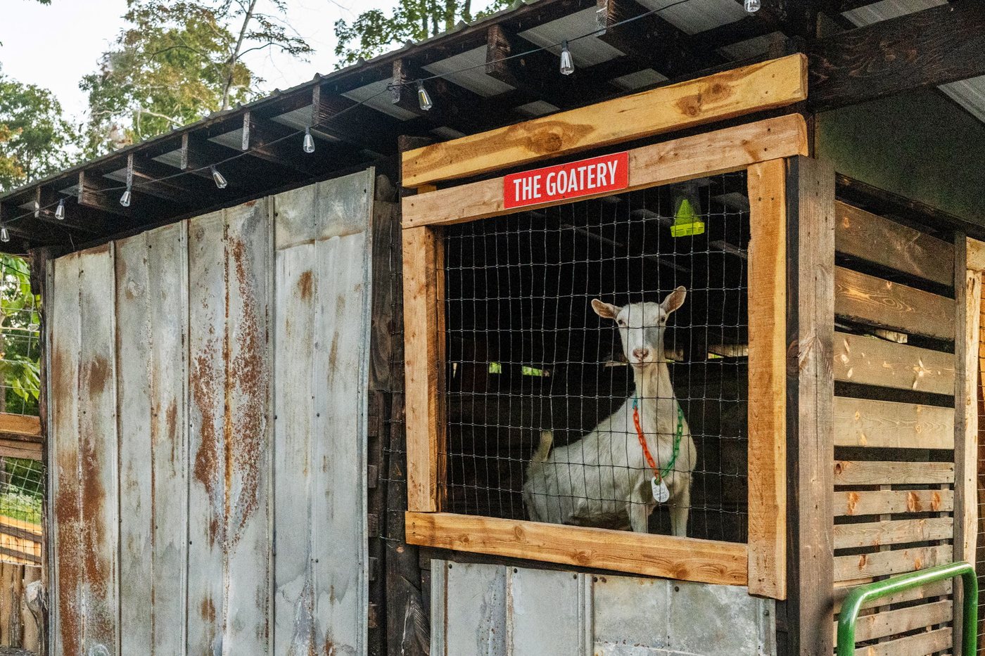 A goat watching from the pen