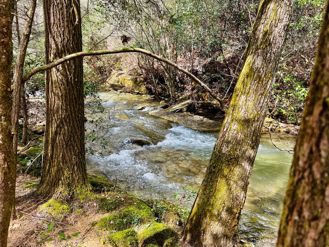 Suck Creek running through the woods