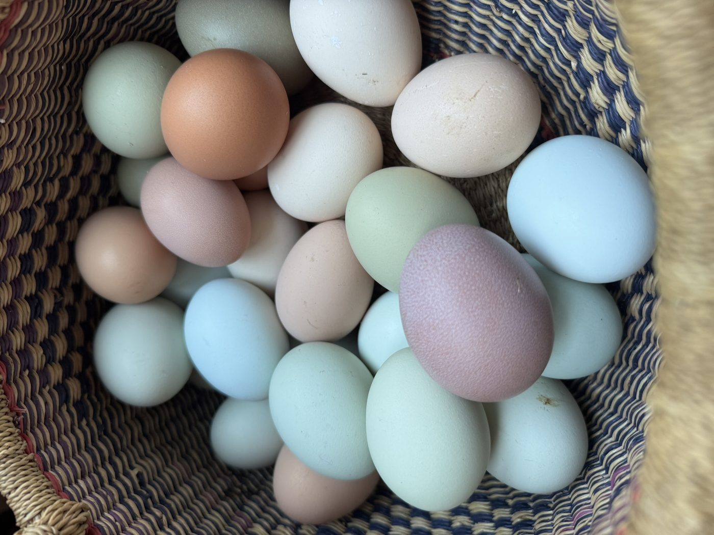 A basket of colorful fresh eggs