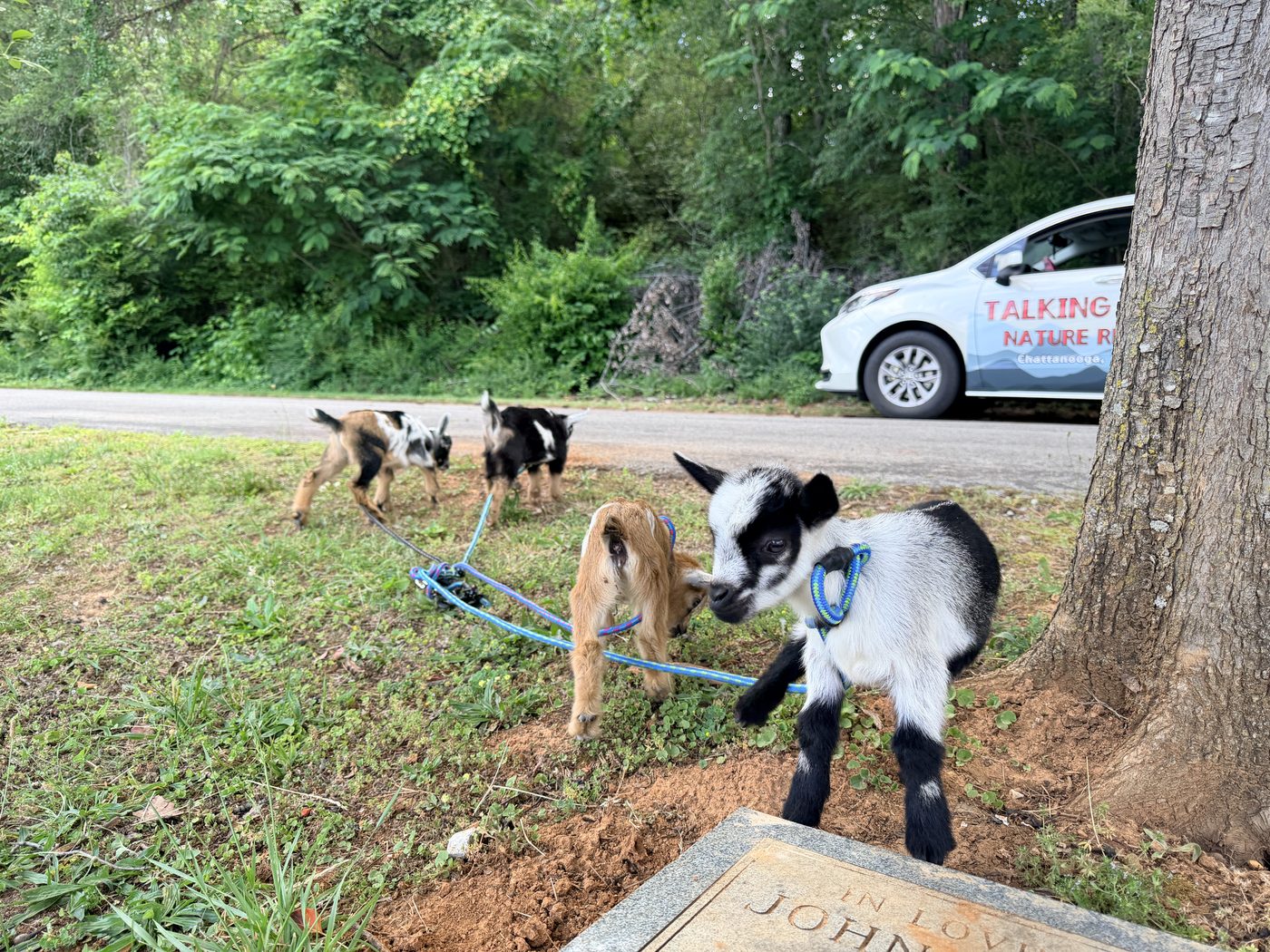Goats out on lead along the drive