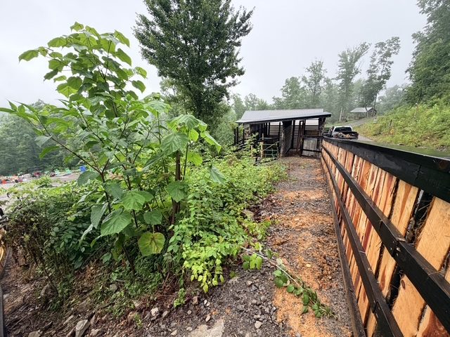 An overgrown slope waiting on the browsing crew