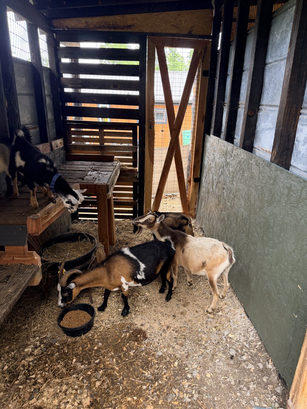 The goats back in the paddock for the evening