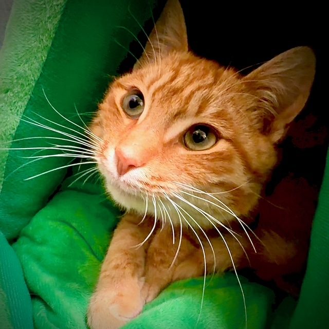 Makepeace, one of the resident Talking Water cats