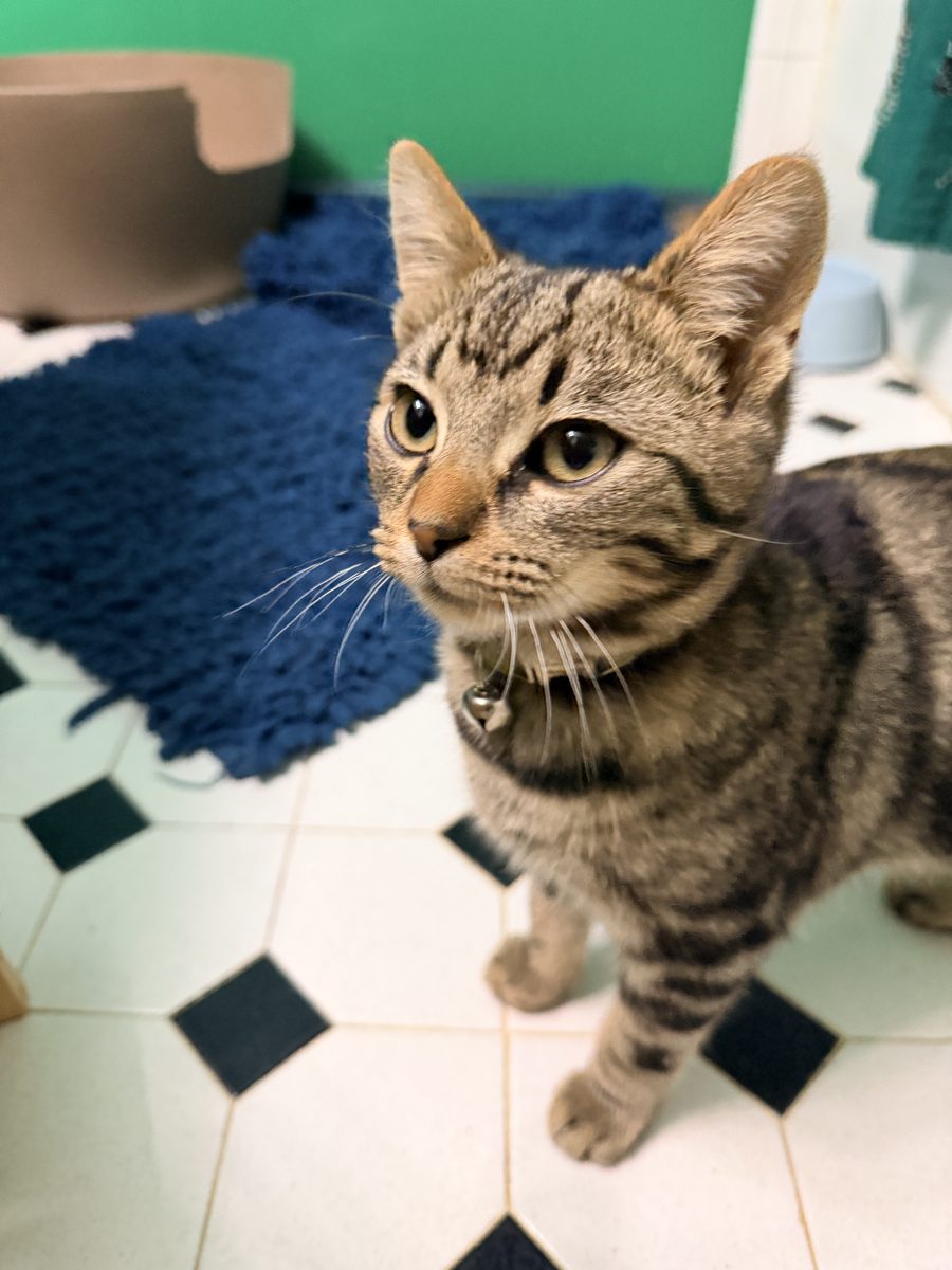 Ouissa, a brown tabby cat
