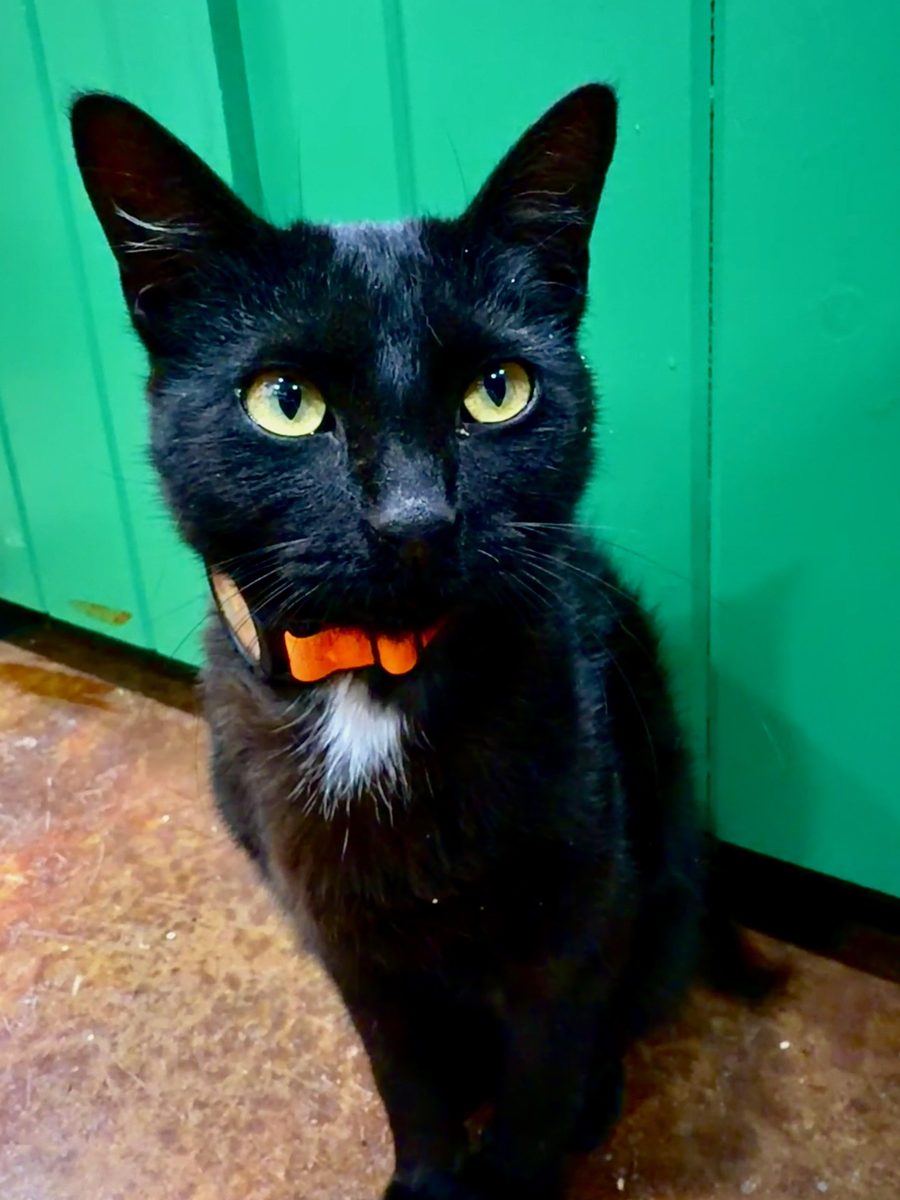 Ozzy, a black cat with an orange collar
