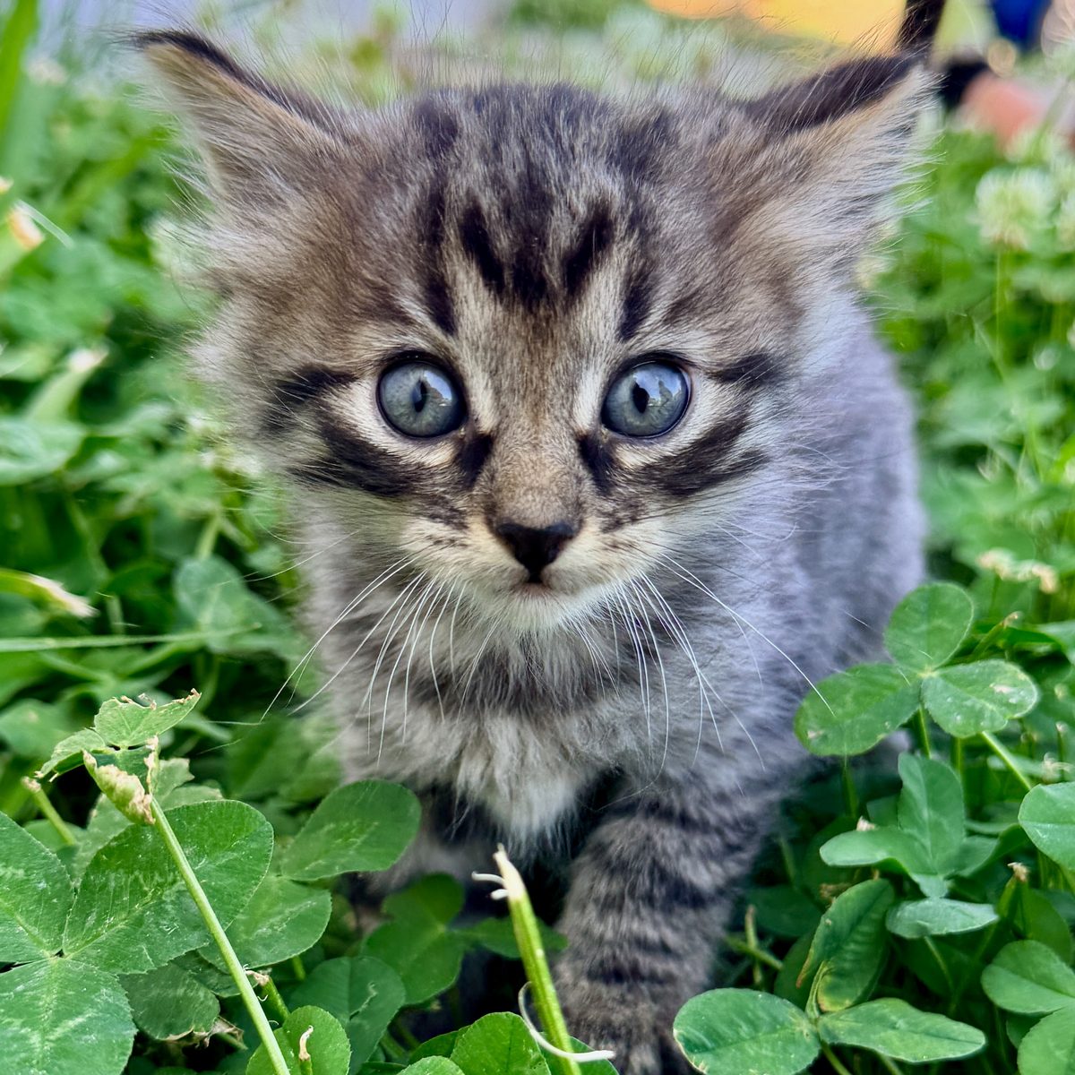 Seraphina, a grey tabby kitten in the clover