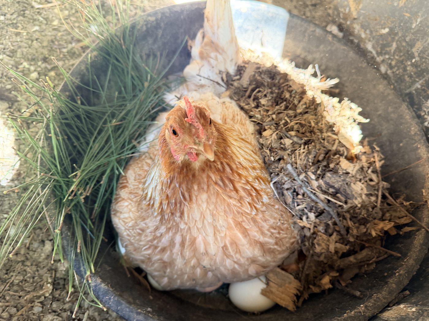 A hen settled in the nesting box