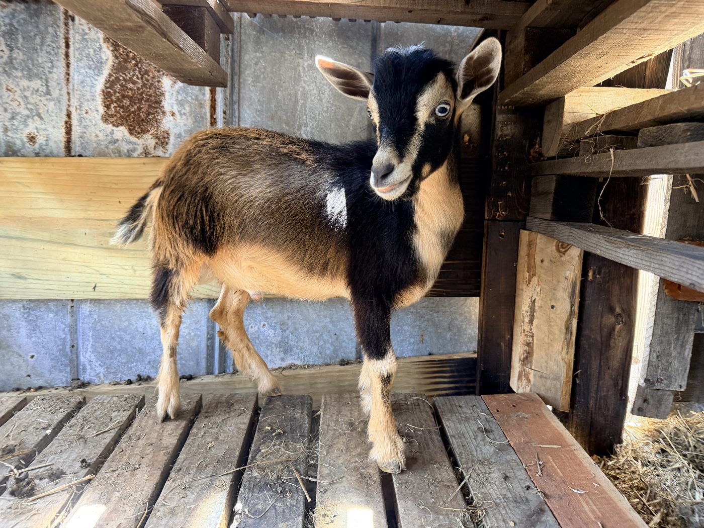 A young goat on the barn steps
