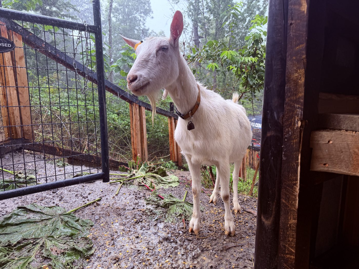 A Talking Water goat browsing along the fence line