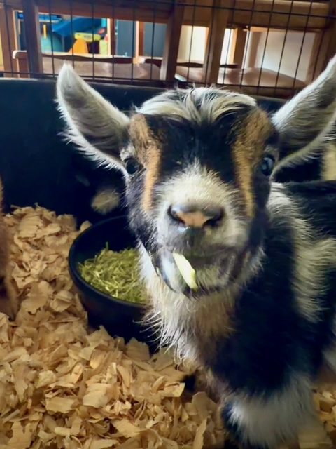 A goat kid at the feed bowl