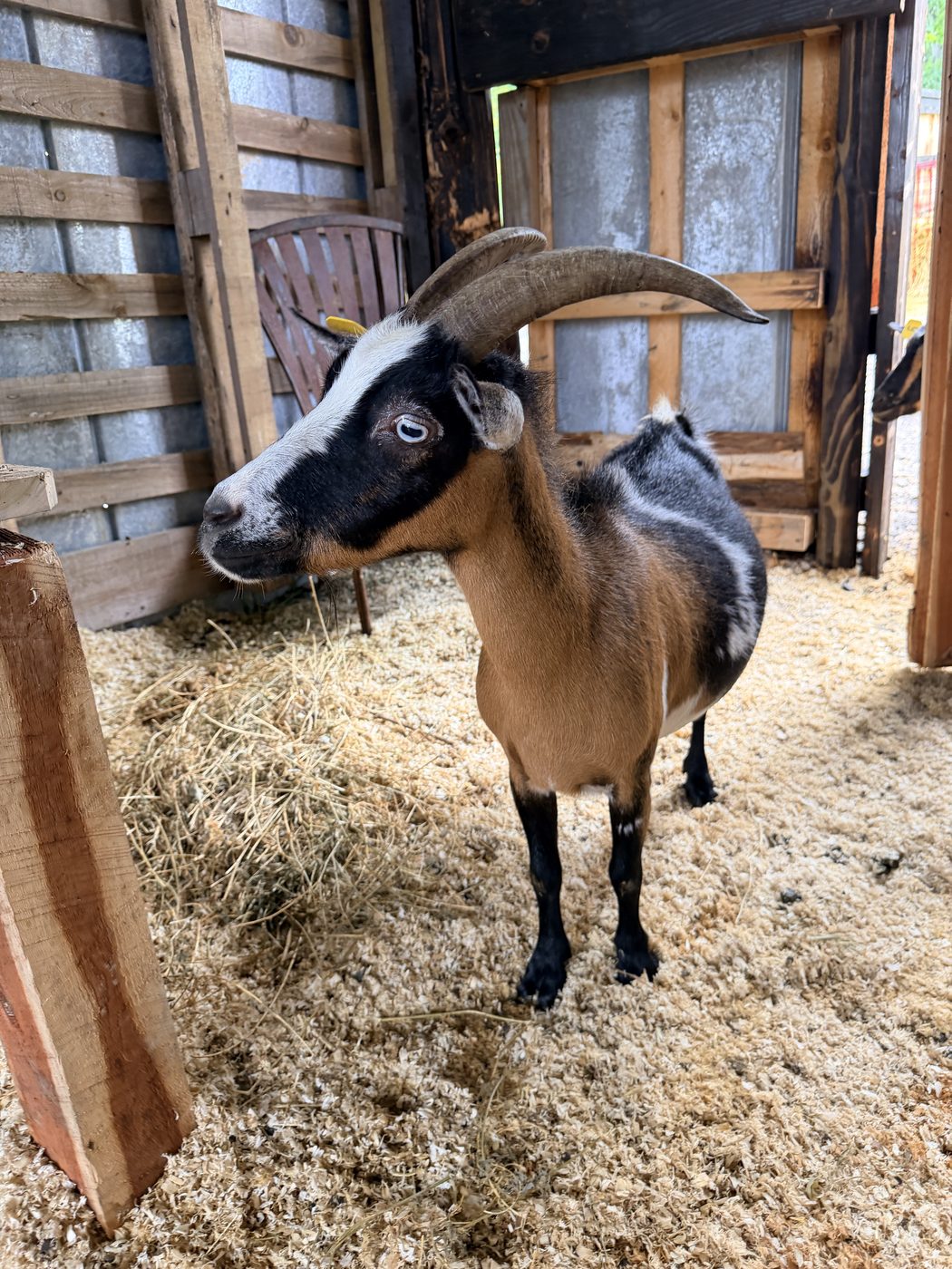 One of the Talking Water goats in the barn