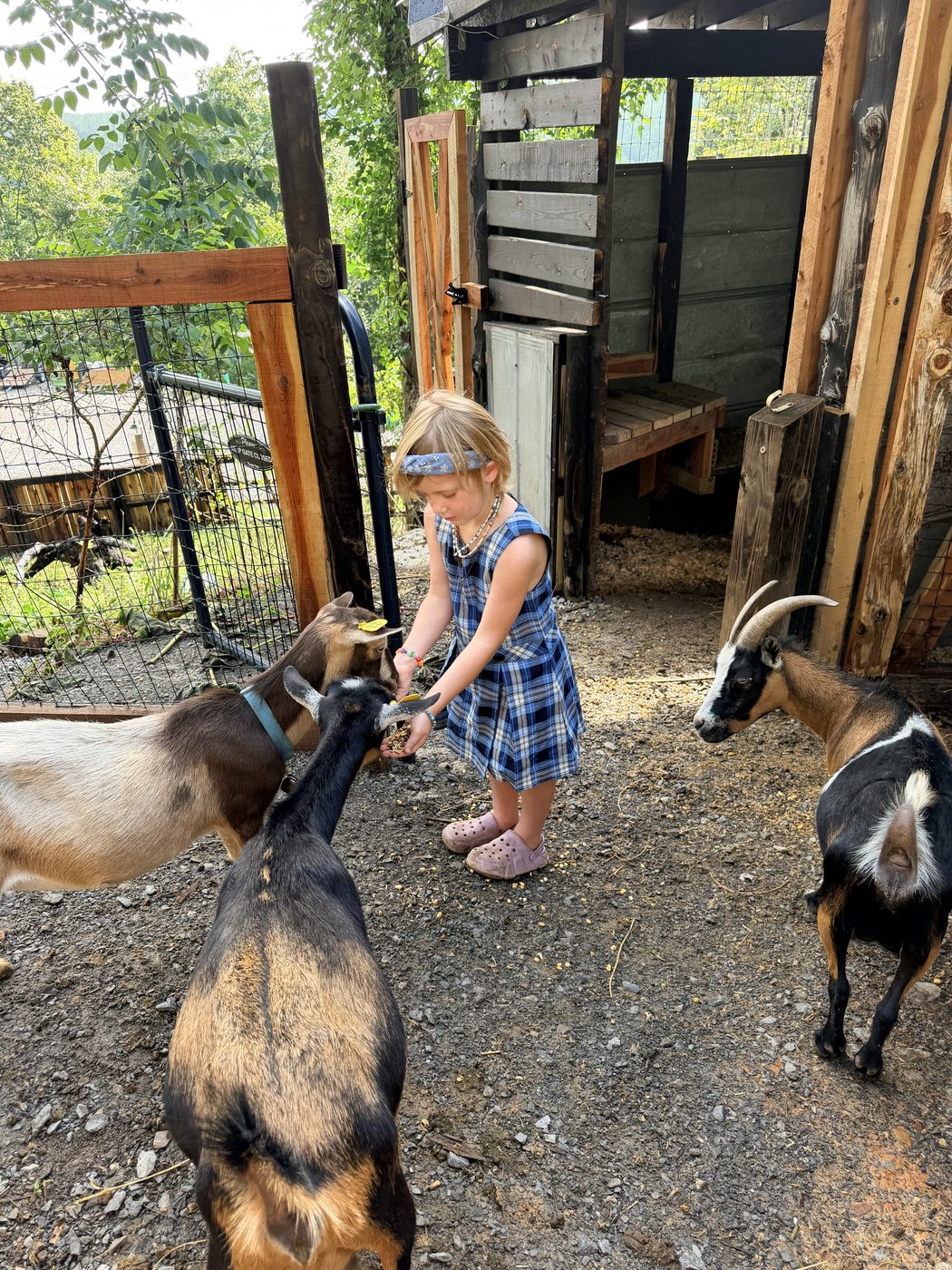 A guest visiting the goats through the paddock gate