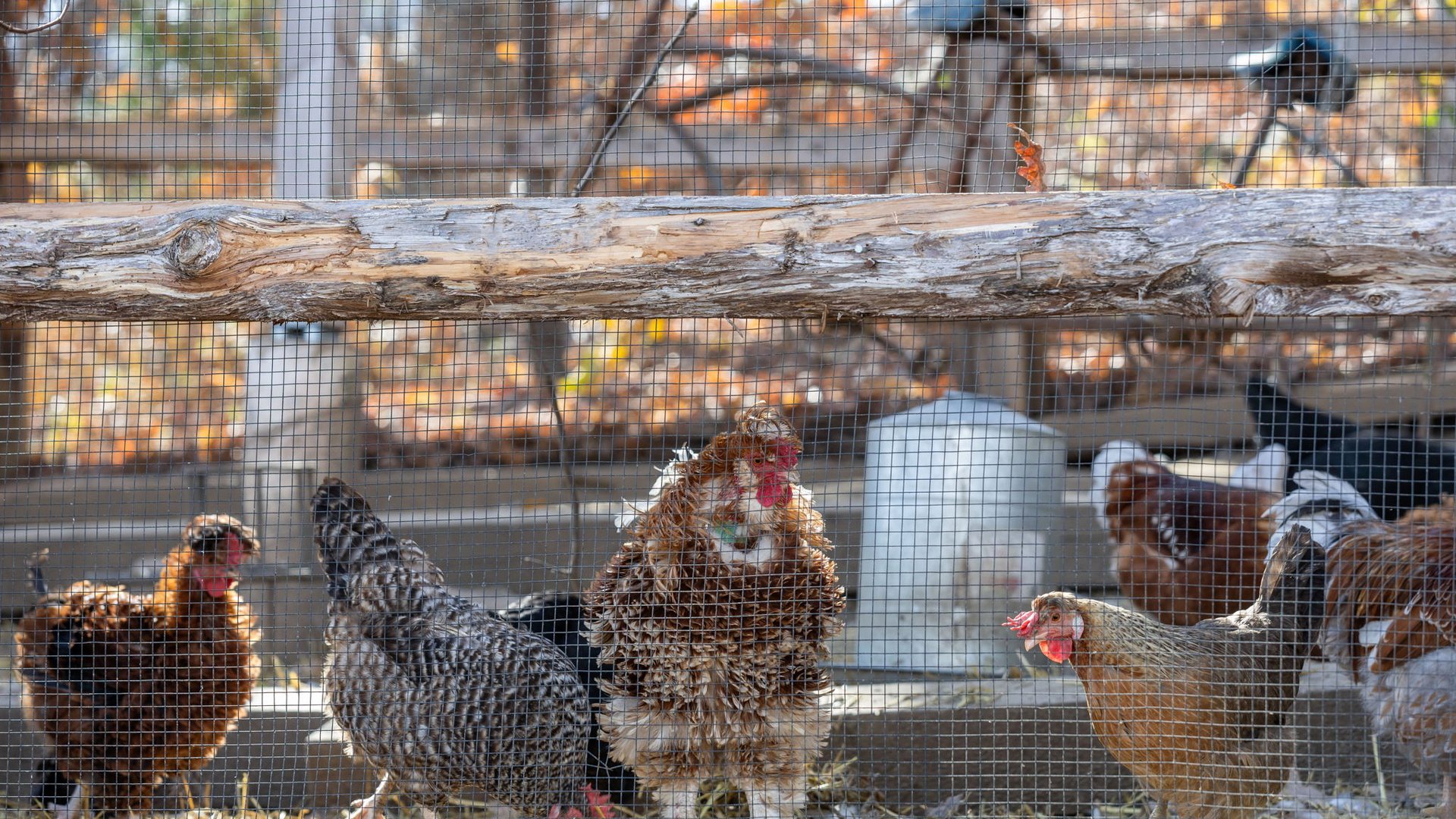 Resident chickens roaming the property