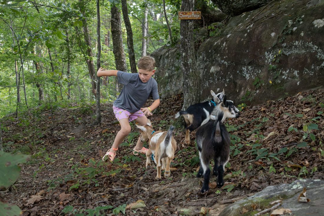 A kid running down the hill with the resident goats