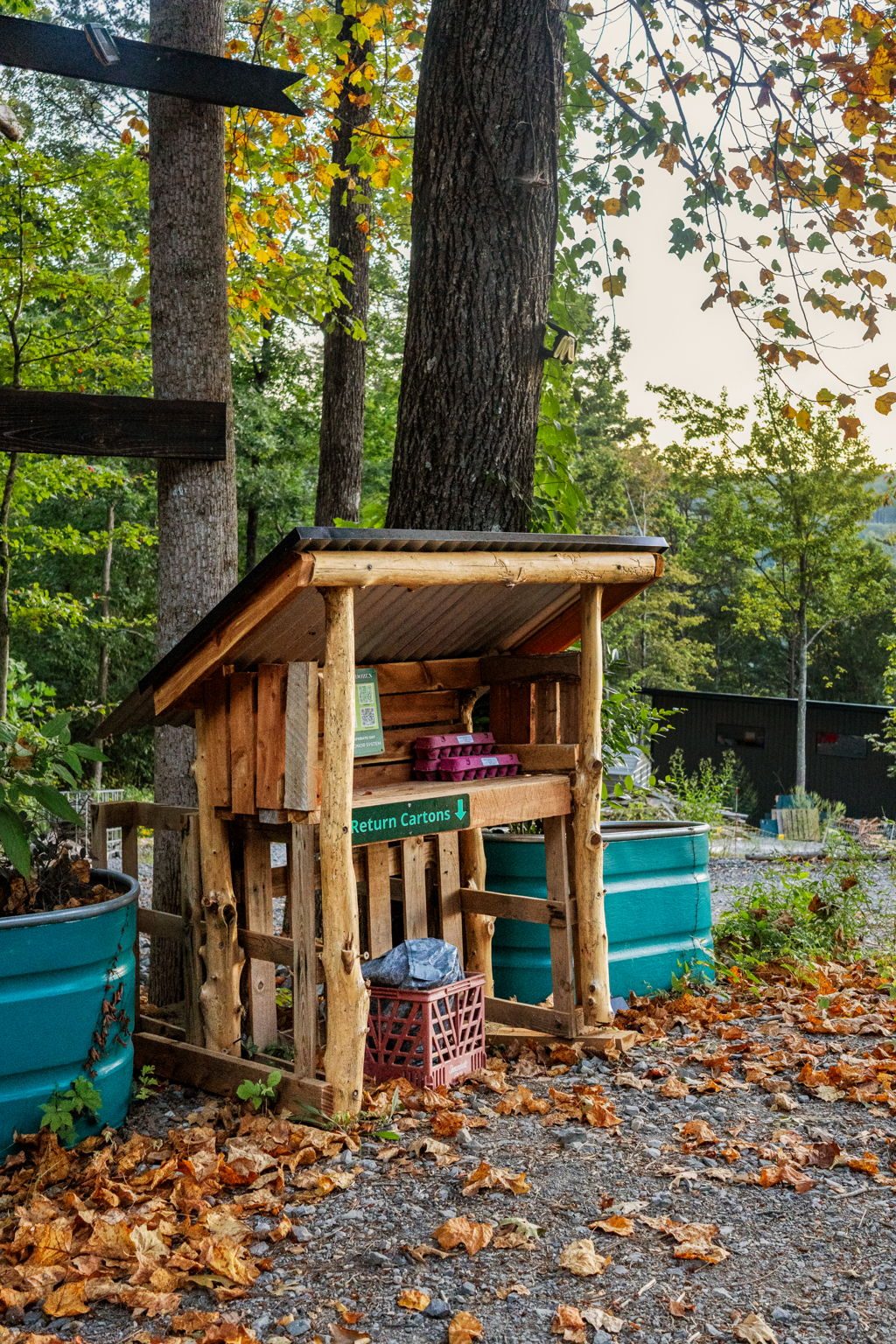 The garden beds and potting shed