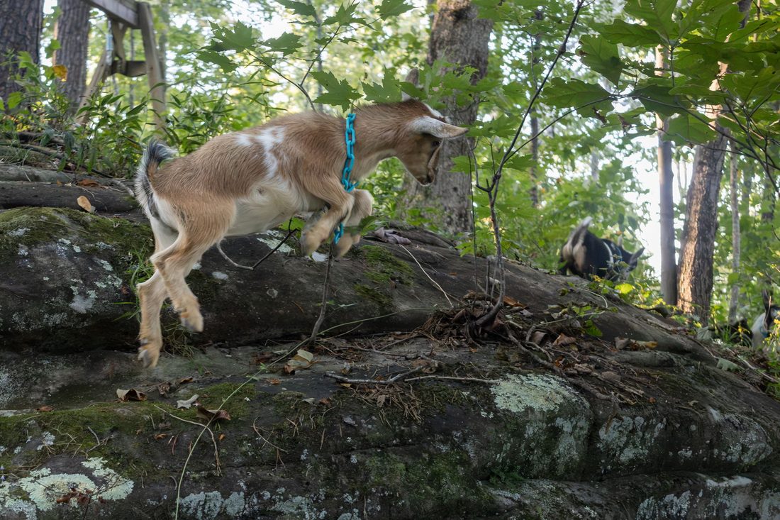 A goat picking its way across the rocks